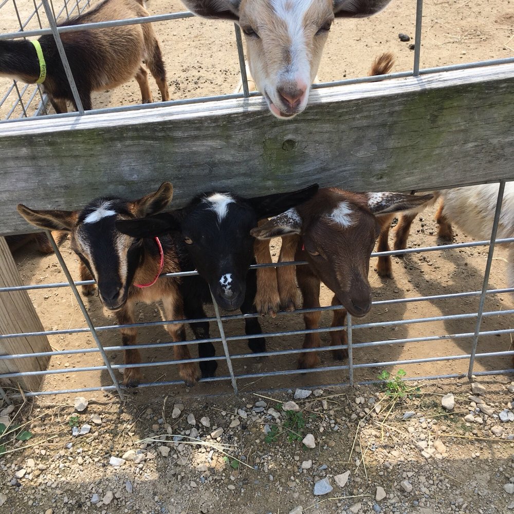 Baby goats!!!! Baby goats!!!!