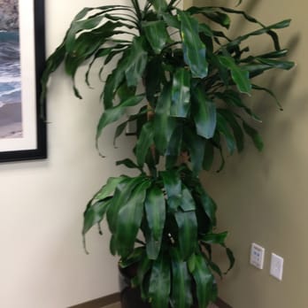 Pacific Interior Plants - Indoor Landscaping Near Me Pacific Interior Plants - Indoor Landscaping Near Me