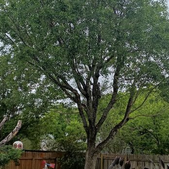 HCTT - Tree Services Near Me - Round Rock, Texas HCTT - Tree Services Near Me - Round Rock, Texas