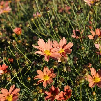 RANA - Nurseries & Gardening Near Me - Carmel, California RANA - Nurseries & Gardening Near Me - Carmel, California