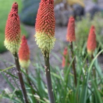 Scapes and Spaces - red and yellow flowers - Landscaping Near Me