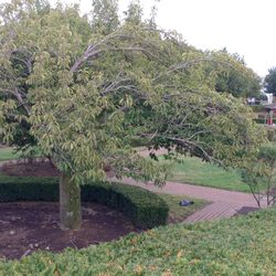 Sunken Garden - Harrisburg Sunken Garden