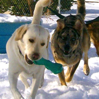 Seattle Dog Whisperer - Pet Training Near Me Seattle Dog Whisperer - Pet Training Near Me