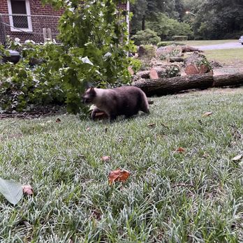 C S Flournoy - Trees crushing French Drain. - Tree Services Near Me - Richmond, Virginia