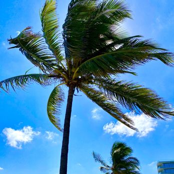 Coral Cove Park - Coconuts - Parks Near Me - Tequesta, Florida