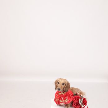 Fotogenic Studio - Pet Photography Near Me - San Mateo, California Fotogenic Studio - Pet Photography Near Me - San Mateo, California