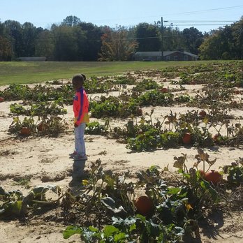 Bowles Farm - Lots of pumkins - Pumpkin Patches Near Me - Clements, Maryland