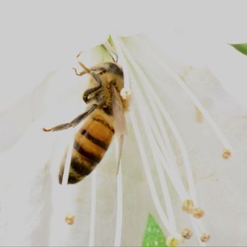 Sunken Gardens - Bee on a flower. - Nurseries & Gardening Near Me - Saint Petersburg, Florida Sunken Gardens - Bee on a flower. - Nurseries & Gardening Near Me - Saint Petersburg, Florida