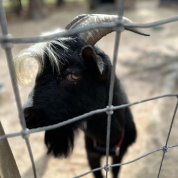 Season's Harvest Cafe - Goats on property - Breakfast & Brunch Near Me - Cypress, Texas