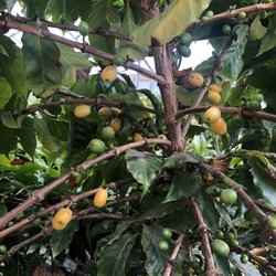 Dewlson Family Farm - Coffee cherries