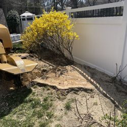 Elite Tree Care