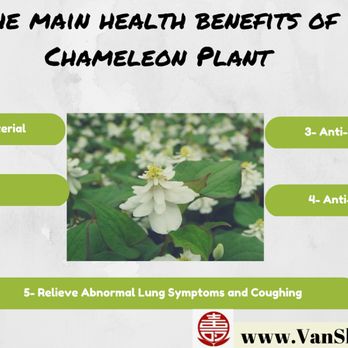 Vanshow Herbs - Traditional Chinese Medicine Near Me - Montreal, Quebec