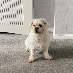 Lily's Grooming Salon - Before and after