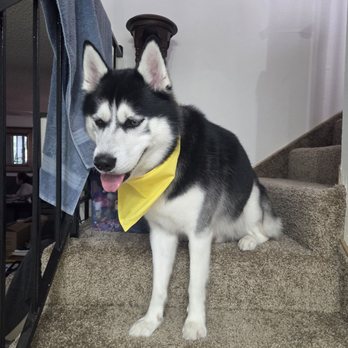 Bella Banana Pet Spa - After grooming at Bella banana - Pet Groomers Near Me - Torrance, California
