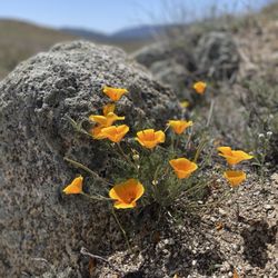 Eagle Rock Hike - Spring 2021 bloom