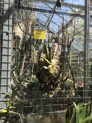 Botaniska trädgården by null