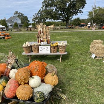 Holzman's Family Farm - Corn stalks for sale - Pumpkin Patches Near Me - Riverhead, New York