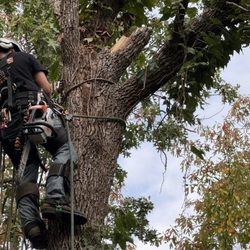 Cotton Tree Service - Climbing the dead tree!