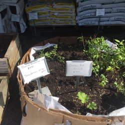 El-Mel - Blueberry bushes, rhubarb and strawberries