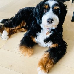 Walnut Valley Puppies - 2 year old F1 Mini Bernedoodle.