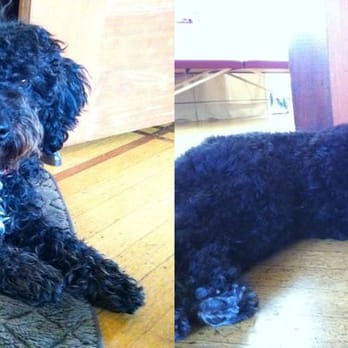 Spago Dog - Naboo before & after a SpaGo grooming - Pet Groomers Near Me - Oakland, California Spago Dog - Naboo before & after a SpaGo grooming - Pet Groomers Near Me - Oakland, California