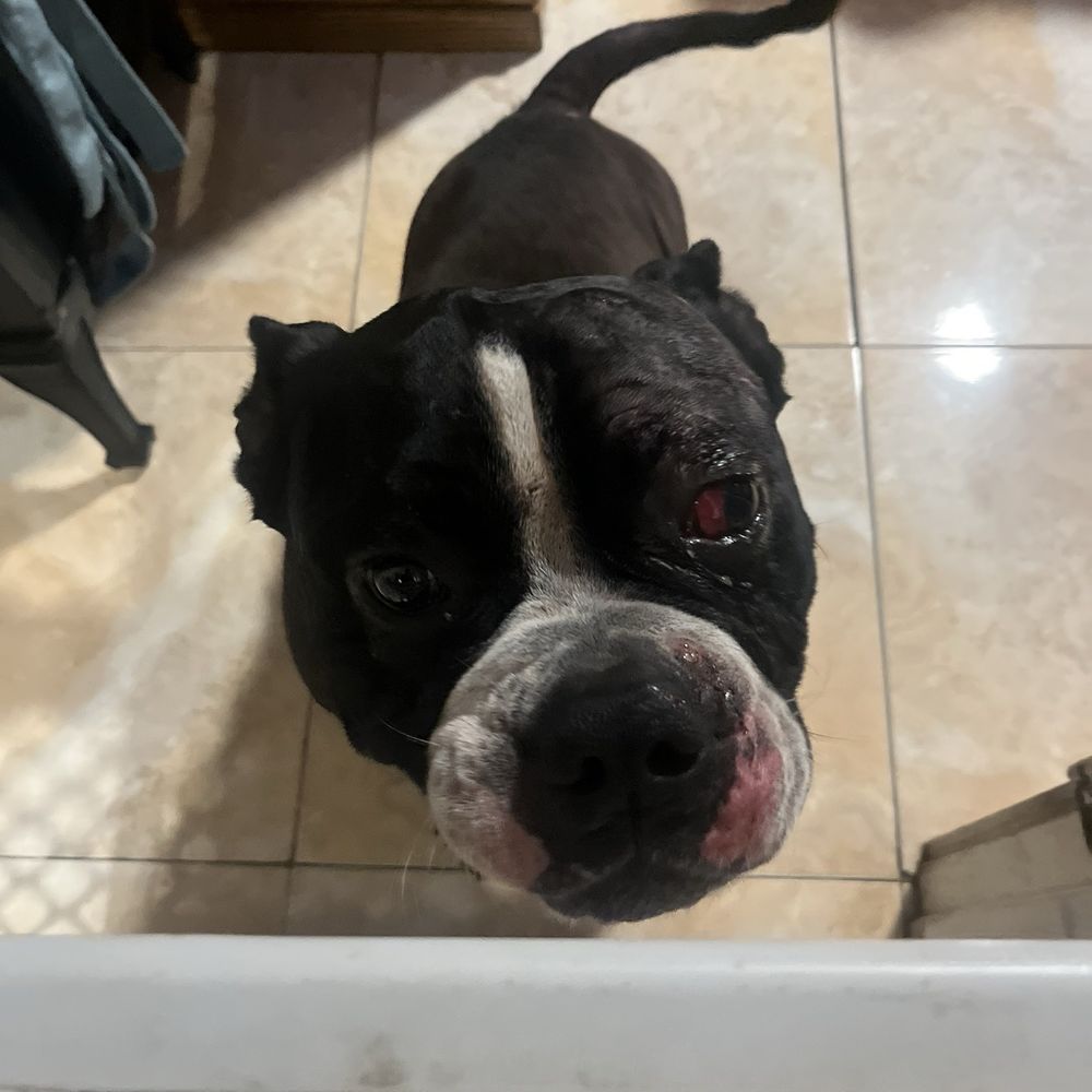 My dog with Mis aligned eye