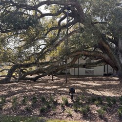 Friendship Oak At The University of Southern Mississippi