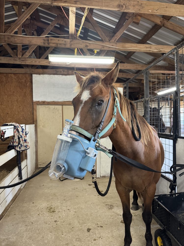Southern Bee Equine - equestrian in Terrell, TX