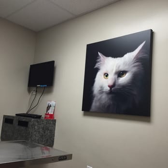 Parkview Pet Clinic, A Thrive Pet Healthcare Partner - Waiting for the doc - Veterinarians Near Me - Glendale, California