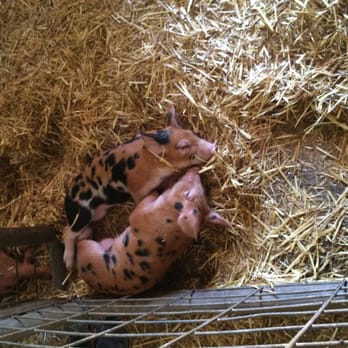 Hidden Villa - Cute piglets - Community Service/Non-Profit Near Me - Los Altos Hills, California