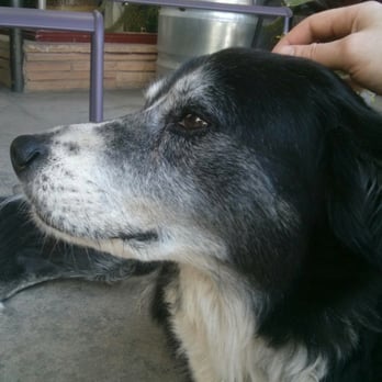 Flowerland - friend dog - Nurseries & Gardening Near Me - Albany, California Flowerland - friend dog - Nurseries & Gardening Near Me - Albany, California