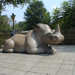 Molly The White Rhino