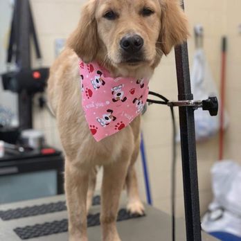 PaWash Pet Spa LLC - Zoe with her valentine's bandana - Pet Groomers Near Me - Englewood, Colorado PaWash Pet Spa LLC - Zoe with her valentine's bandana - Pet Groomers Near Me - Englewood, Colorado