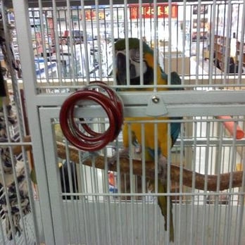 Pet Central - TALKING MACAW, say "HELLO" & "HI" - Pet Stores Near Me - San Francisco, California Pet Central - TALKING MACAW, say "HELLO" & "HI" - Pet Stores Near Me - San Francisco, California