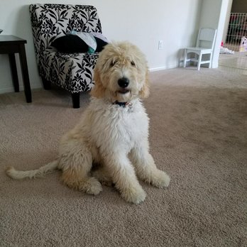 Wizard of Paws - Pet Training Near Me Wizard of Paws - Pet Training Near Me