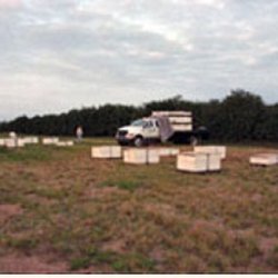 School House Bees