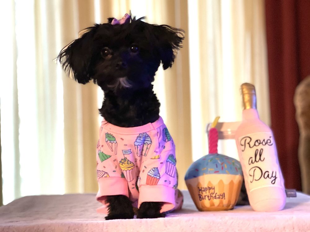 VANITY PUPS Updated October 2024 182 Photos & 166 Reviews 3813 Bell Blvd, Bayside, New