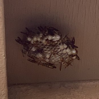 The Bee Masters - Hornet hive - Pest Control Near Me