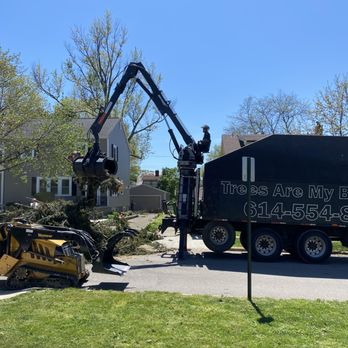 Trees Are My Business - Fastest tree removal ever! - Tree Services Near Me - Columbus, Ohio