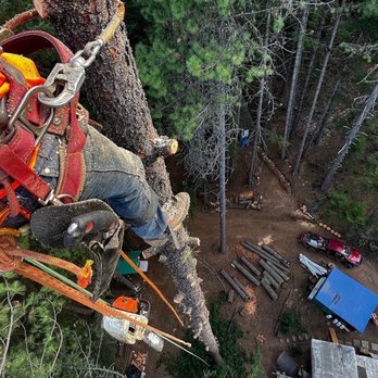 From The Roots Up - Pine tree that go the beetles removal - Tree Services Near Me From The Roots Up - Pine tree that go the beetles removal - Tree Services Near Me