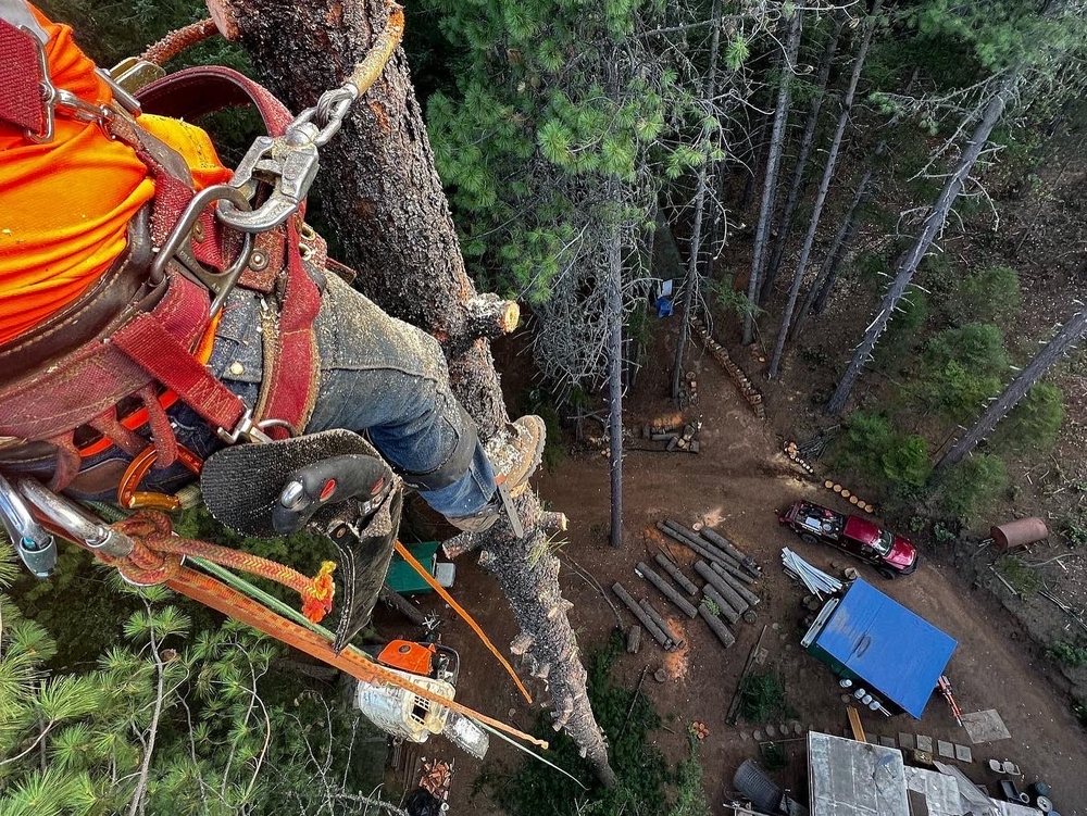 FROM THE ROOTS UP Updated August 2024 137 Photos Willits