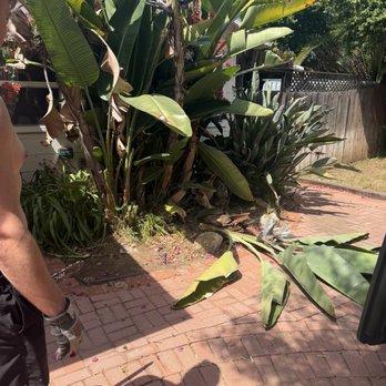 Westview Tree Experts - Before - Tree Services Near Me - Vista, California Westview Tree Experts - Before - Tree Services Near Me - Vista, California