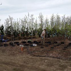 Mayhew's Tree Farm & Nursery