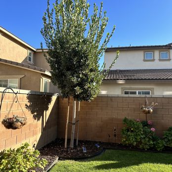 Anthony's Tree Service - Before photo - Tree Services Near Me - Chino, California
