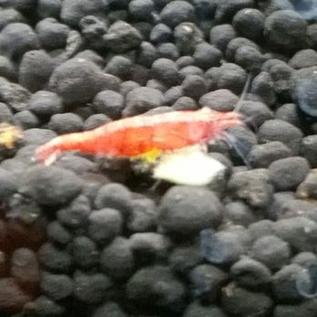 That Aquarium Place - Local Fish Stores Near Me - spring, Texas
