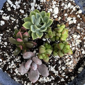 11:1 Succulent Nursery - Purchased perlite, 4 succulents, and the bowl for backyard table. - Nurseries & Gardening Near Me - Whittier, California 11:1 Succulent Nursery - Purchased perlite, 4 succulents, and the bowl for backyard table. - Nurseries & Gardening Near Me - Whittier, California