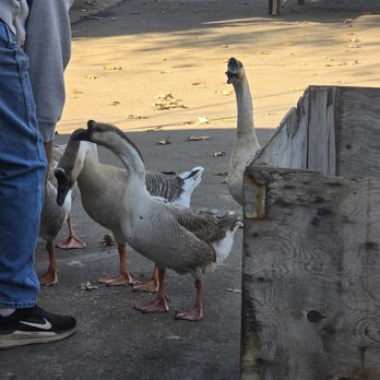 High Hill Ranch - Geese feeding - Donuts Near Me - Placerville, California High Hill Ranch - Geese feeding - Donuts Near Me - Placerville, California