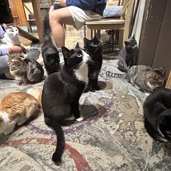 Seattle Meowtropolitan - The kitties waiting for dinner - Themed Cafes Near Me - Seattle, Washington