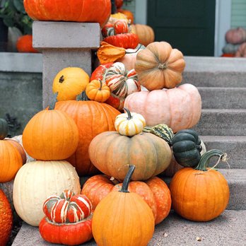 Oasis Plant Shop - Nurseries & Gardening Near Me - Dallas, Texas