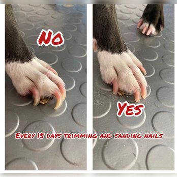 Mymobiledog - Pet Groomers Near Me Mymobiledog - Pet Groomers Near Me